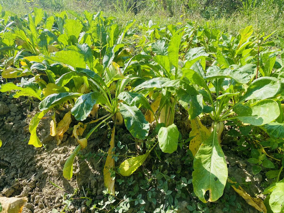 參訪美濃客家文化圖片