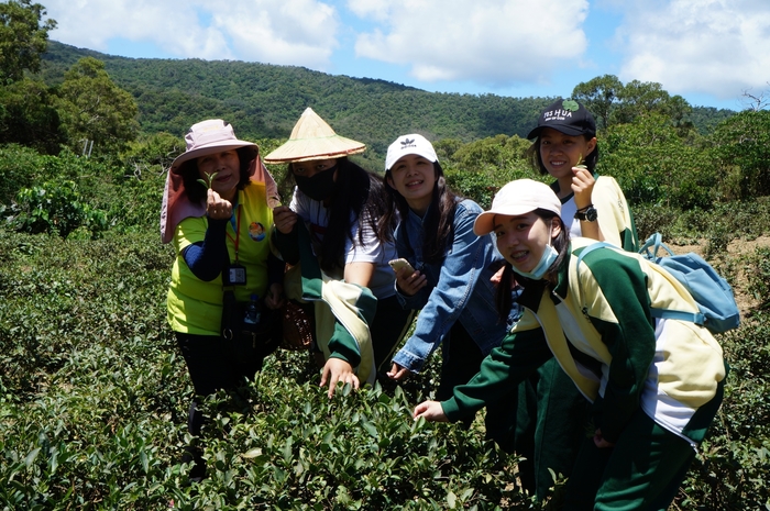 認識並體驗正確的採茶方式