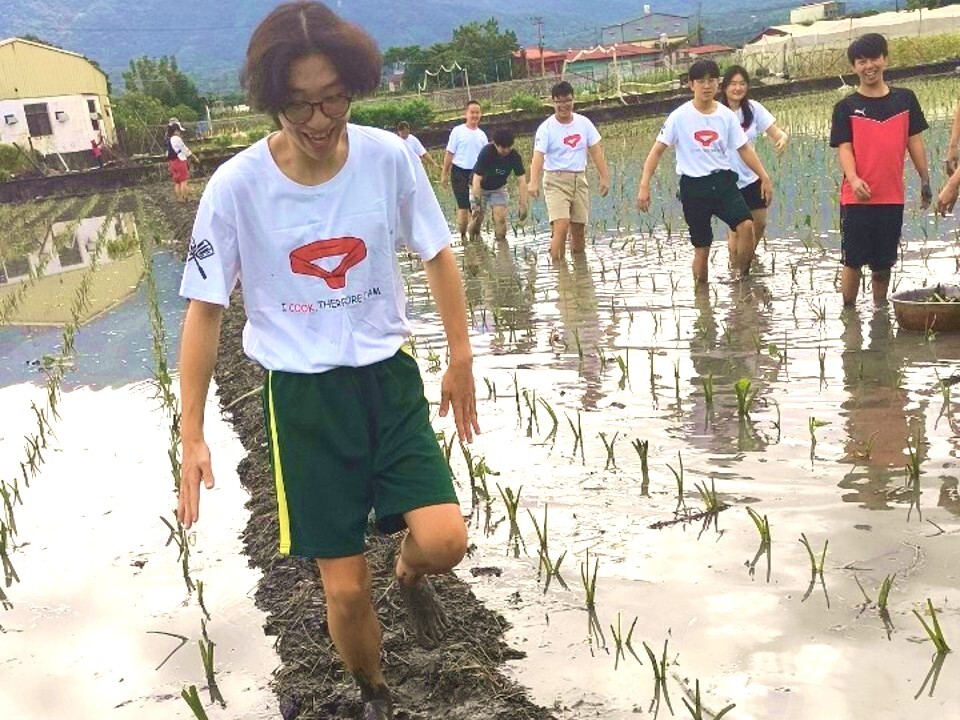 體驗種芋頭的樂趣