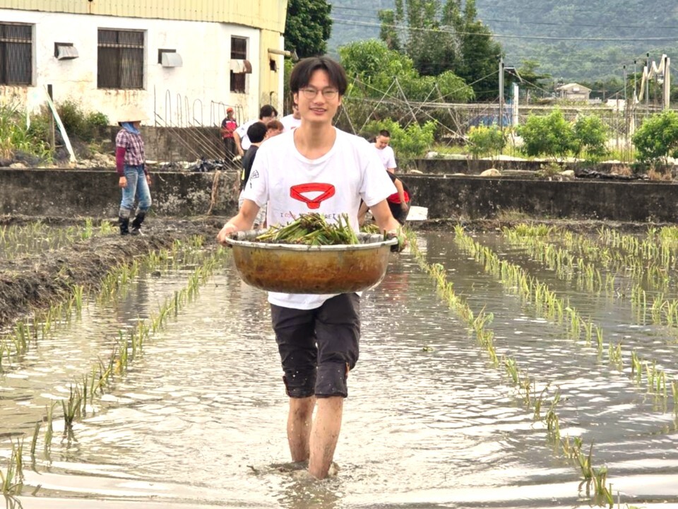 體驗種芋頭的樂趣